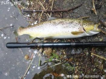 ブラウントラウト