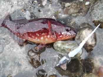 クジメ