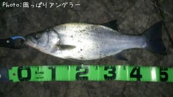 ヒラスズキ