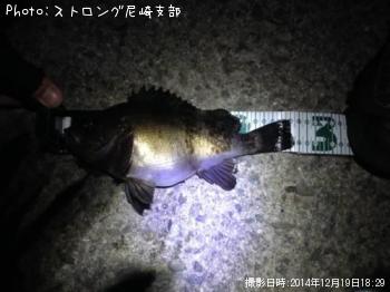 メバル