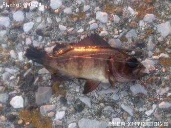 メバル