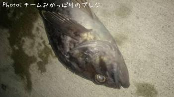 クロソイ