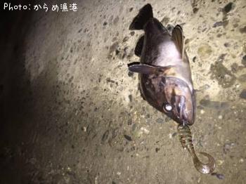 クロソイ