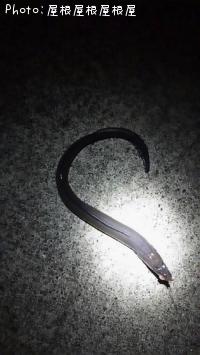 ʥ