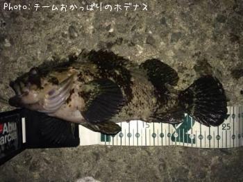 饽
