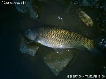 鯉