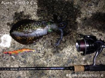 アオリイカ
