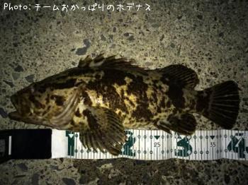 タケノコメバル