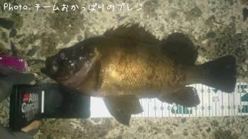 メバル