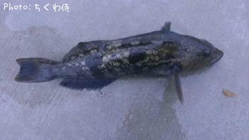 ʥ