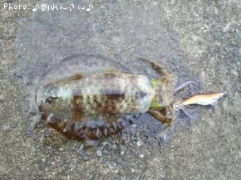 屨±