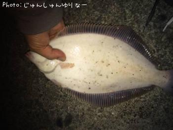 マコガレイ