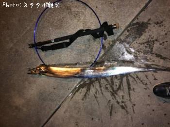 タチウオ