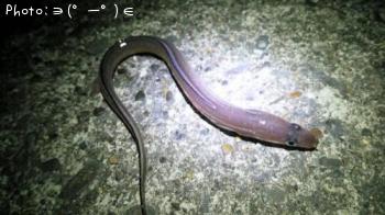 ʥ