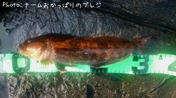 アイナメ