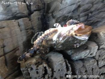 カジカ