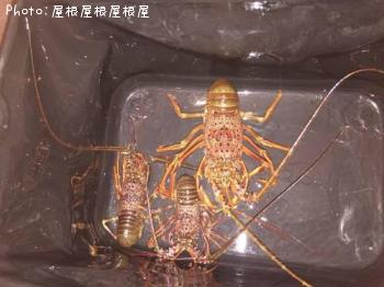 伊勢海老