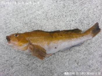 アイナメ