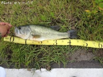ブラックバス