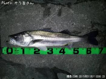 シーバス