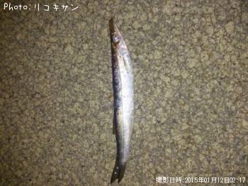 カマス