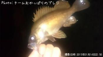 メバル