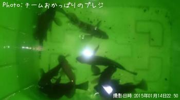 メバル