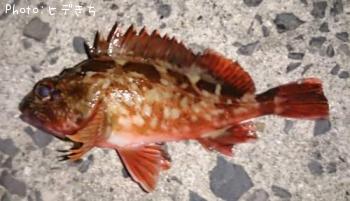 カサゴ
