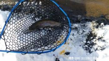 ドナルドソン？