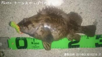 ムラソイ