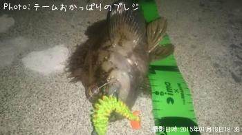 ムラソイ