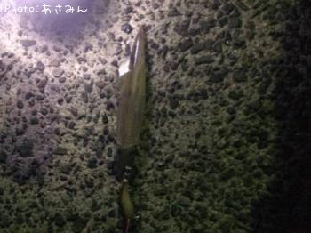 ヤリイカ