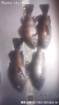 メバル