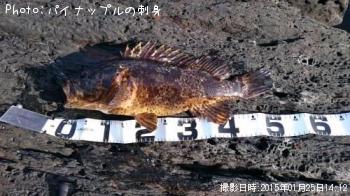 ベッコウゾイ