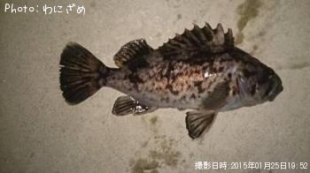 クロソイ