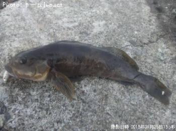 アイナメ