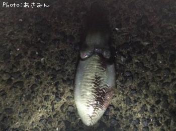 コウイカ