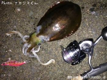 アオリイカ