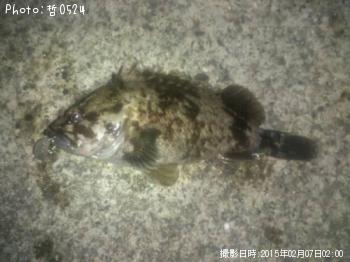 饽