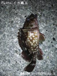 カサゴ
