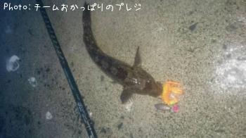 アイナメ