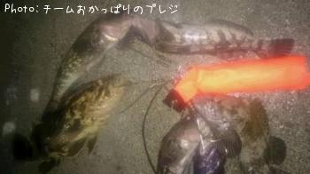 アイナメ