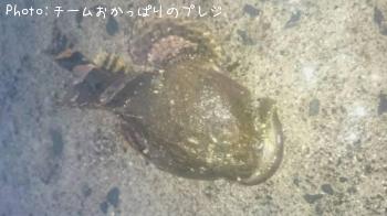 アイナメ