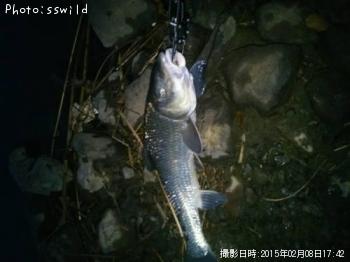 ニゴイ