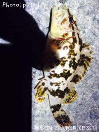 タケノコメバル