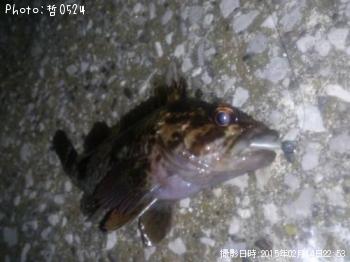 饽