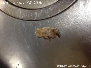 メバル