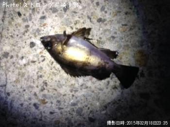 メバル