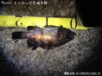 メバル