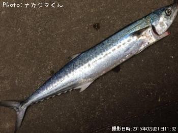 さごし